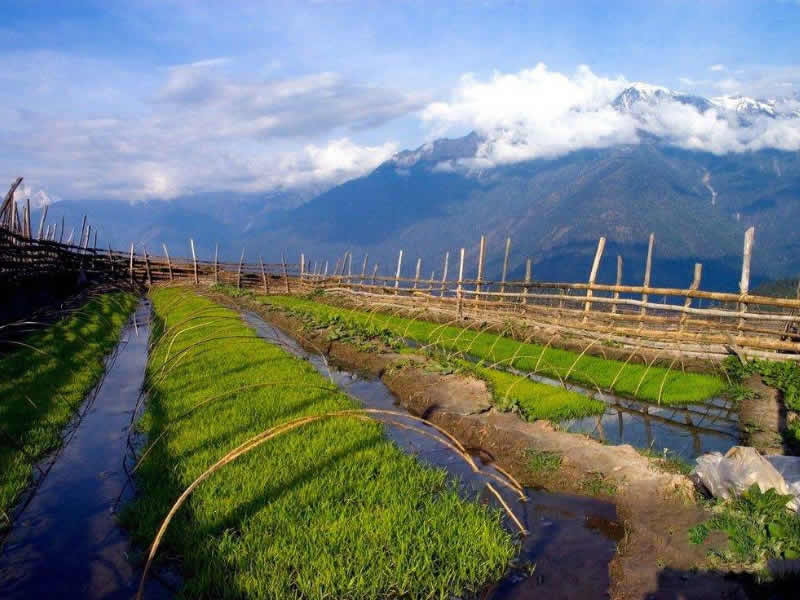 黃桃種植的方法